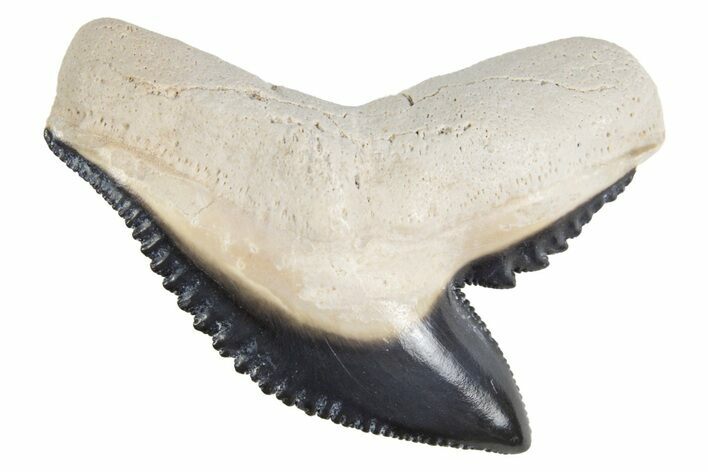 Fossil Tiger Shark (Galeocerdo) Tooth - Bone Valley, Florida #299489
